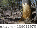 Bark stripping and antler sharpening marks left on tree trunks by Japanese deer. 139011975