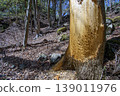 Bark stripping and antler sharpening marks left on tree trunks by Japanese deer. 139011976