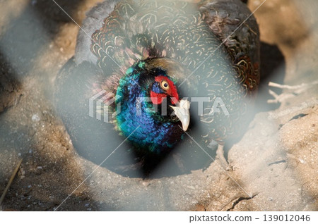 Birds inside a wire mesh enclosure Birds inside a wire mesh enclosure 139012046
