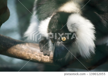 黑白領狐猴 139012055