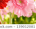 Close-up of gerbera flower petals 139012081