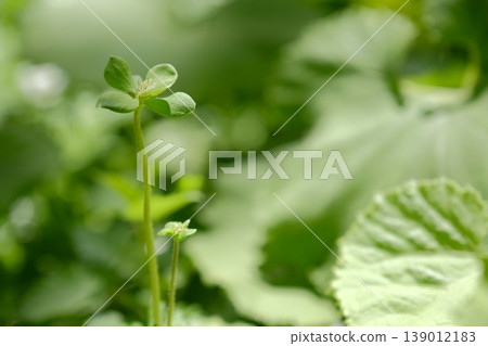 罕見的綠色銀蓮花變種,帶有留白。 罕見的綠色銀蓮花變種,帶有留白。 139012183