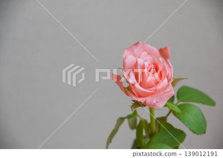 粉紅玫瑰 粉紅玫瑰 139012191