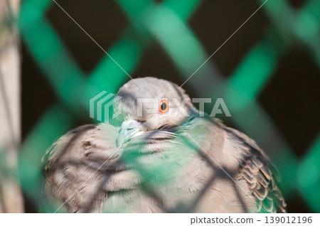 籠中鳥 籠中鳥 139012196