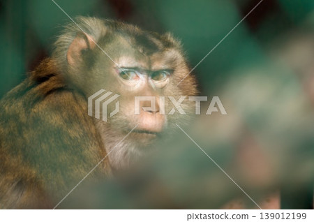 Zoo monkey Zoo monkey 139012199