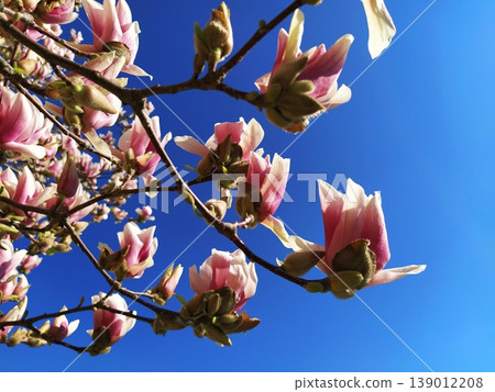 Beautiful magnolia flowers. Abundant spring flowering trees. Clear blue sky in the background. Postcard. Magnolia tree blossom Beautiful magnolia flowers. Abundant spring flowering trees. Clear blue sky in the background. Postcard. Magnolia tree blossom 139012208