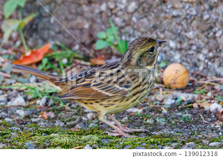 A black-faced bunting bird with a plump appearance like a sparrow and yellow breasts and a beautiful song A black-faced bunting bird with a plump appearance like a sparrow and yellow breasts and a beautiful song 139012318