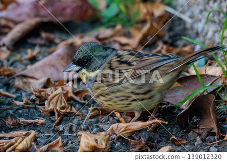 A black-faced bunting bird with a plump appearance like a sparrow and yellow breasts and a beautiful song A black-faced bunting bird with a plump appearance like a sparrow and yellow breasts and a beautiful song 139012320