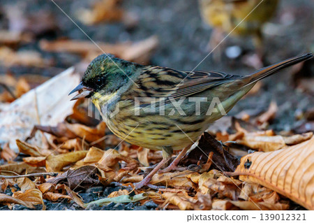 黑面鹀鳥，豐滿如麻雀黃胸，歌聲優美 139012321