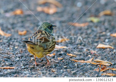 A black-faced bunting bird with a plump appearance like a sparrow and yellow breasts and a beautiful song A black-faced bunting bird with a plump appearance like a sparrow and yellow breasts and a beautiful song 139012323