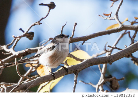Long-tailed long-tailed small white bird popular for its cute gestures Long-tailed long-tailed small white bird popular for its cute gestures 139012358