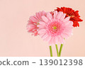 Pink and red gerberas against a pink background 139012398