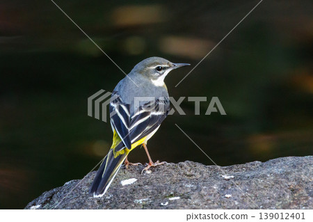 A beautiful bird, gray wagtail, who is vigilant, likes the waterside, and wears a bright lemon yellow. A beautiful bird, gray wagtail, who is vigilant, likes the waterside, and wears a bright lemon yellow. 139012401