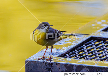 A beautiful bird, gray wagtail, who is vigilant, likes the waterside, and wears a bright lemon yellow. A beautiful bird, gray wagtail, who is vigilant, likes the waterside, and wears a bright lemon yellow. 139012418