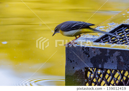 A beautiful bird, gray wagtail, who is vigilant, likes the waterside, and wears a bright lemon yellow. 139012419