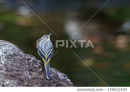 A beautiful bird, gray wagtail, who is vigilant, likes the waterside, and wears a bright lemon yellow. A beautiful bird, gray wagtail, who is vigilant, likes the waterside, and wears a bright lemon yellow. 139012430