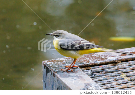 一隻美麗的鳥，灰色的鶺鴒，警惕性很高，喜歡在水邊，身上披著亮麗的檸檬黃。 139012435