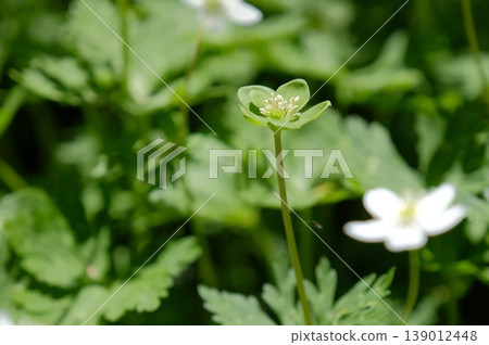 淡綠色銀蓮花(Anemone flaccida)-這種野花的罕見變種,成簇開放。 淡綠色銀蓮花(Anemone flaccida)-這種野花的罕見變種,成簇開放。 139012448