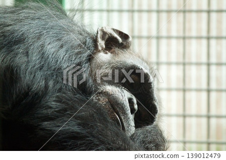 Sleeping gorilla 139012479