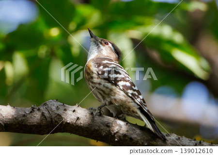 The smallest woodpecker in Japan: Japanese Pygmy Woodpecker The smallest woodpecker in Japan: Japanese Pygmy Woodpecker 139012610