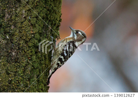The smallest woodpecker in Japan: Japanese Pygmy Woodpecker The smallest woodpecker in Japan: Japanese Pygmy Woodpecker 139012627
