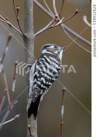 The smallest woodpecker in Japan: Japanese Pygmy Woodpecker The smallest woodpecker in Japan: Japanese Pygmy Woodpecker 139012628