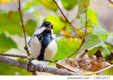 Familiar wild bird great tit with a cute chest tie 139012637