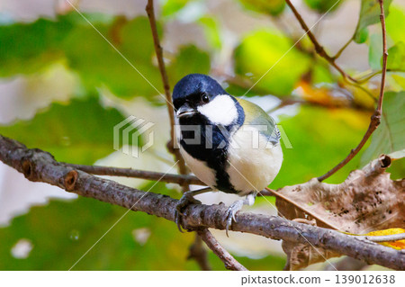 Familiar wild bird great tit with a cute chest tie 139012638