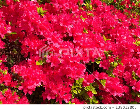 Deep red azalea flowers shining in the sunlight 139012803