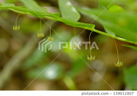 竹島龍膽的小花在葉子背面盛開-這是生長在寧靜森林中的一種植物,有足夠的空間供人臨摹。 竹島龍膽的小花在葉子背面盛開-這是生長在寧靜森林中的一種植物,有足夠的空間供人臨摹。 139012807