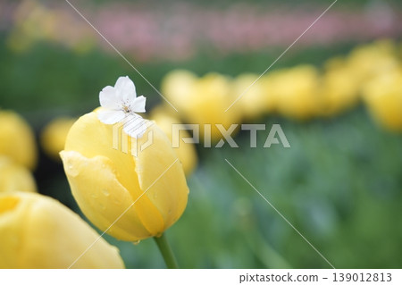 Cherry blossom petals fluttering down on tulips Cherry blossom petals fluttering down on tulips 139012813