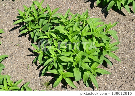 Leaves of soapwort (Caryophyllaceae family) 139012910