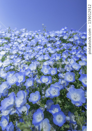 藍天下盛開的粉蝶花田的特寫:令人神清氣爽的春日景象。 藍天下盛開的粉蝶花田的特寫:令人神清氣爽的春日景象。 139012912