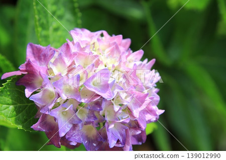 Hydrangea wet in the rain Hydrangea wet in the rain 139012990