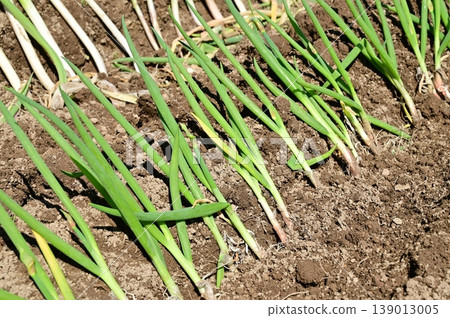 Green onions lined up in the dug-out furrows 139013005
