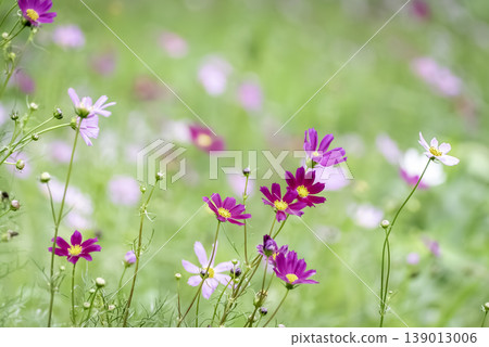 Cosmos blooming in grassland Cosmos blooming in grassland 139013006
