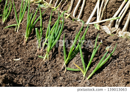 Green onions lined up in the dug-out furrows Green onions lined up in the dug-out furrows 139013063