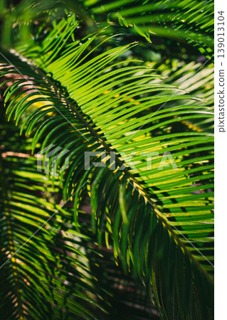 Blurred Green palm leaves in a sunlight. Summer background. Blurred Green palm leaves in a sunlight. Summer background. 139013104