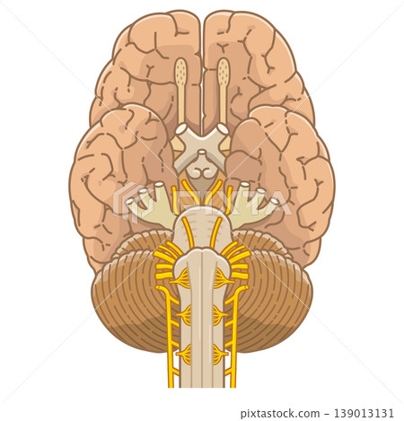 Base of the brain 139013131