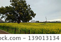 Landscape with rape field 139013134