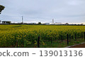 Landscape with rape field 139013136