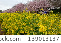 Cherry blossoms and rape blossoms 139013137