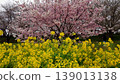Cherry blossoms and rape blossoms 139013138