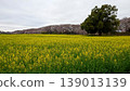 Cherry blossoms and rape blossoms 139013139