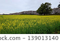 Cherry blossoms and rape blossoms 139013140