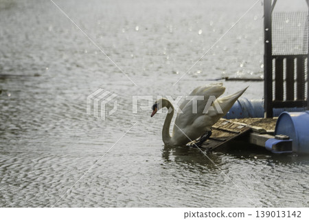 Swans entering the pond Swans entering the pond 139013142