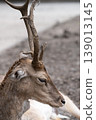 Detailed side profile portrait of a fallow deer with antlers, captured in soft natural light with shallow depth of field 139013145