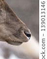 Macro Close Up of Fallow Deer Nose and Muzzle 139013146
