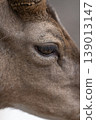 Macro Detail of Fallow Deer Eye and Muzzle 139013147