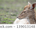 Young Fallow Deer Resting on Grass in Profile 139013148